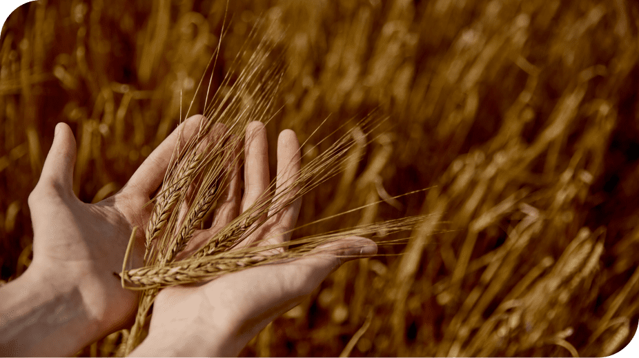 Собственныепроизводства